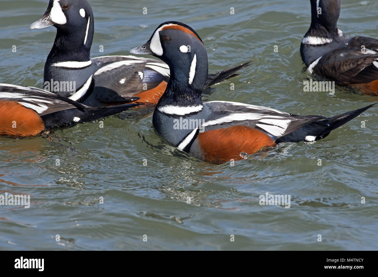 Harlequin Duck (Histrionicus histrionicus) auf offenes Wasser. Es ist ein kleines Meer Ente. Stockfoto