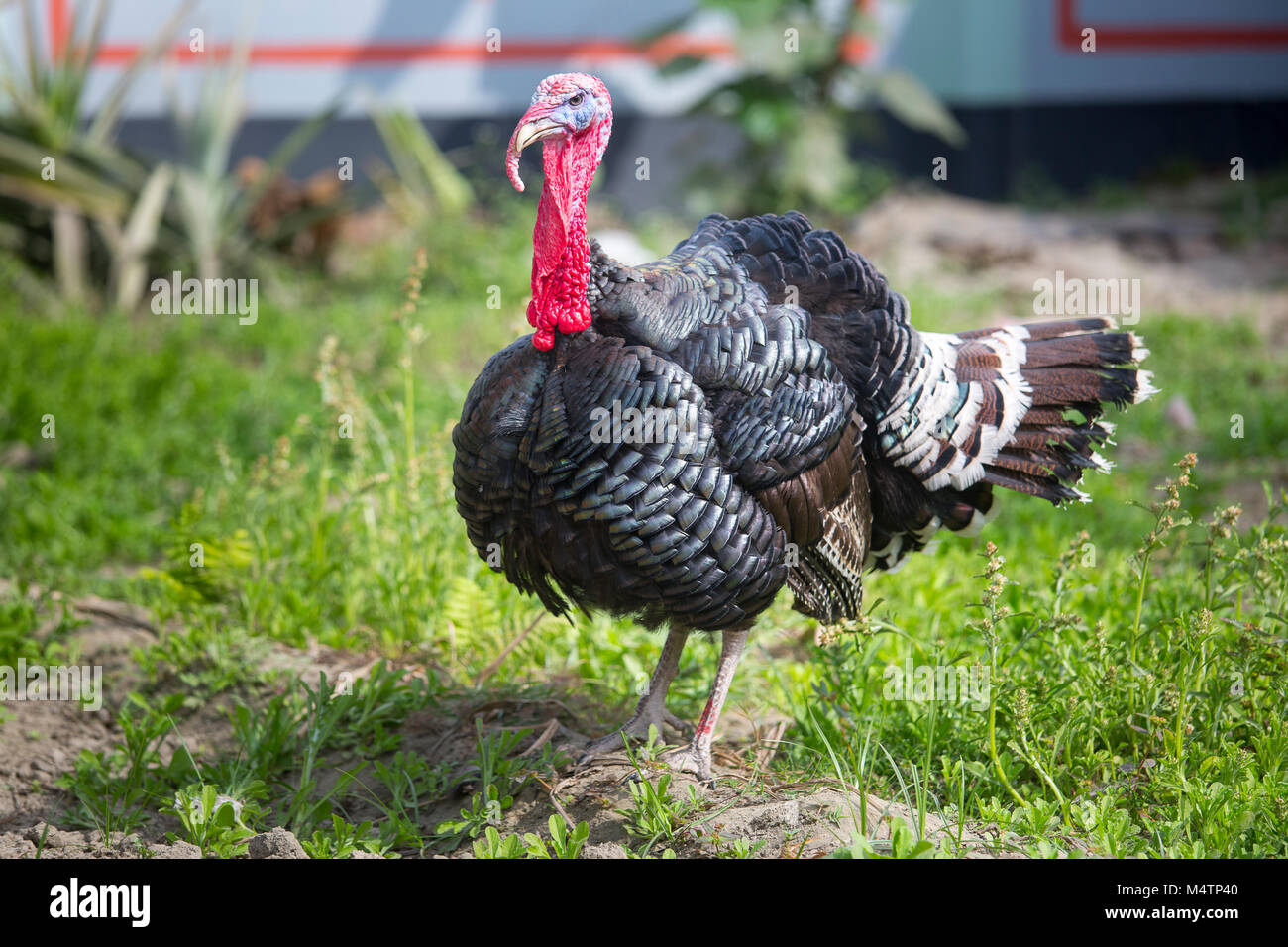 Türkei Fram auf Savar Bangladesch. Stockfoto