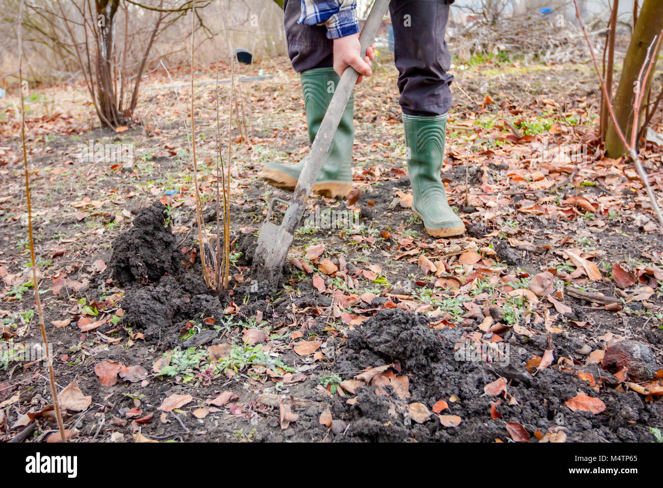 Gärtner ist mit Schaufel, um junge Frucht Baum mit Wurzeln graben
