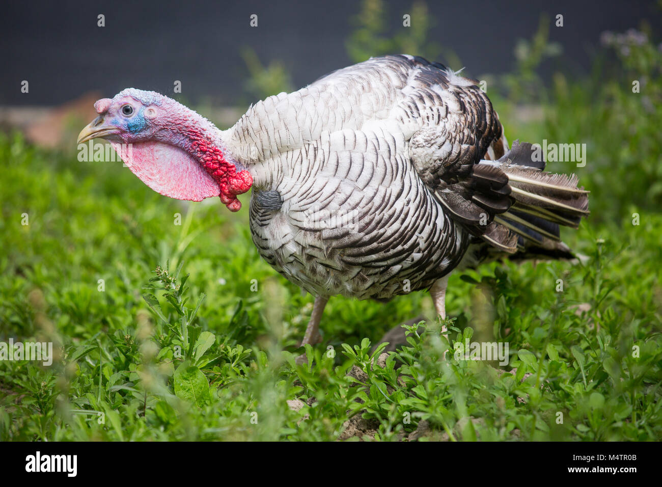 Türkei Fram auf Savar Bangladesch. Stockfoto