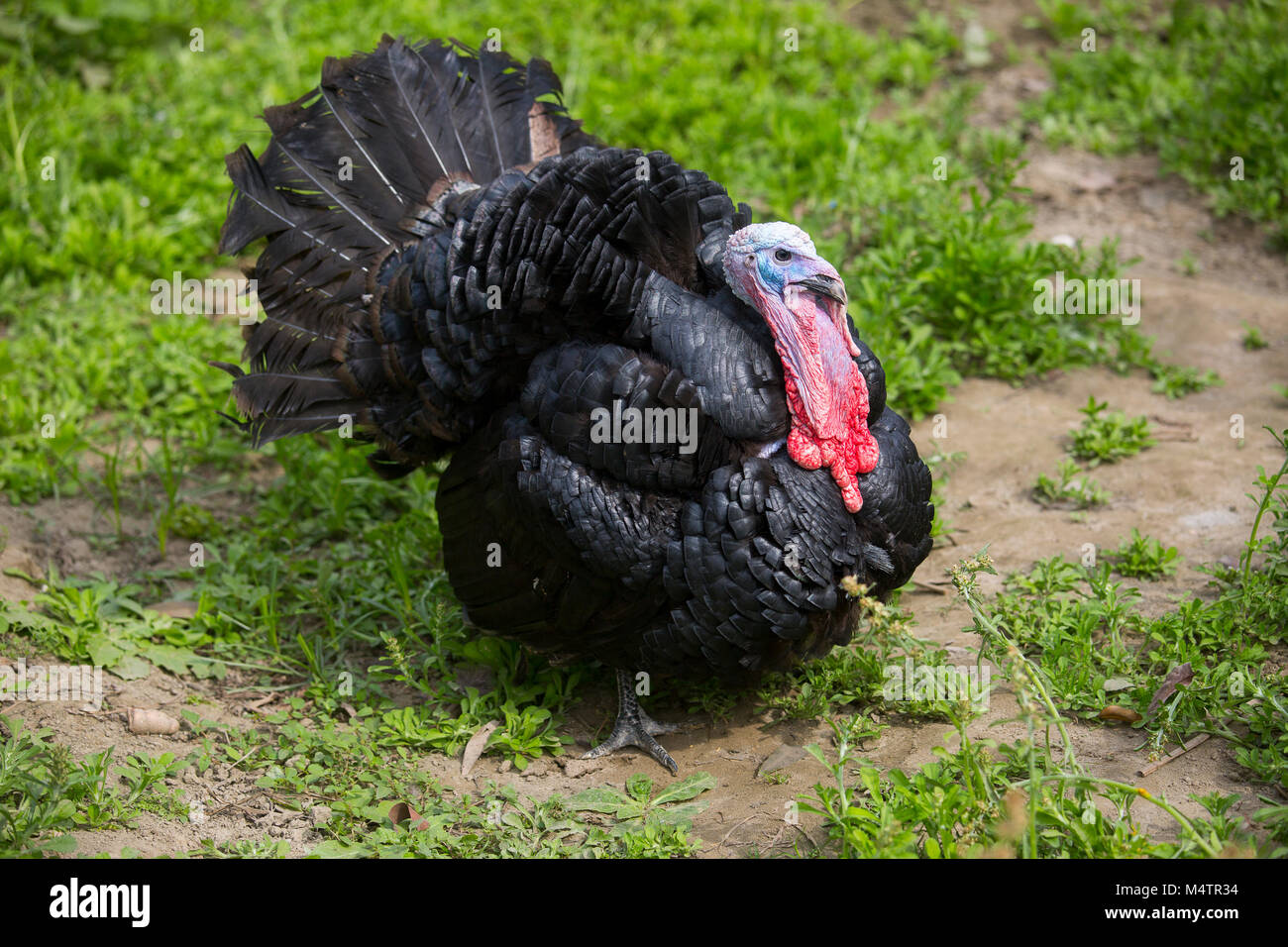 Türkei Fram auf Savar Bangladesch. Stockfoto