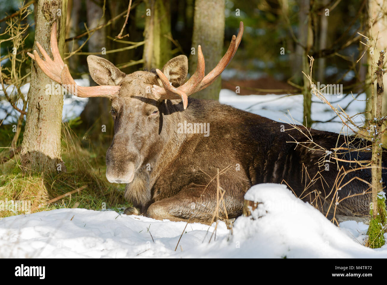 Erwachsene männliche Elch (Alces alces) ruht auf einem warmen Ort im Wald durch die Schneeschmelze umgeben. Stockfoto