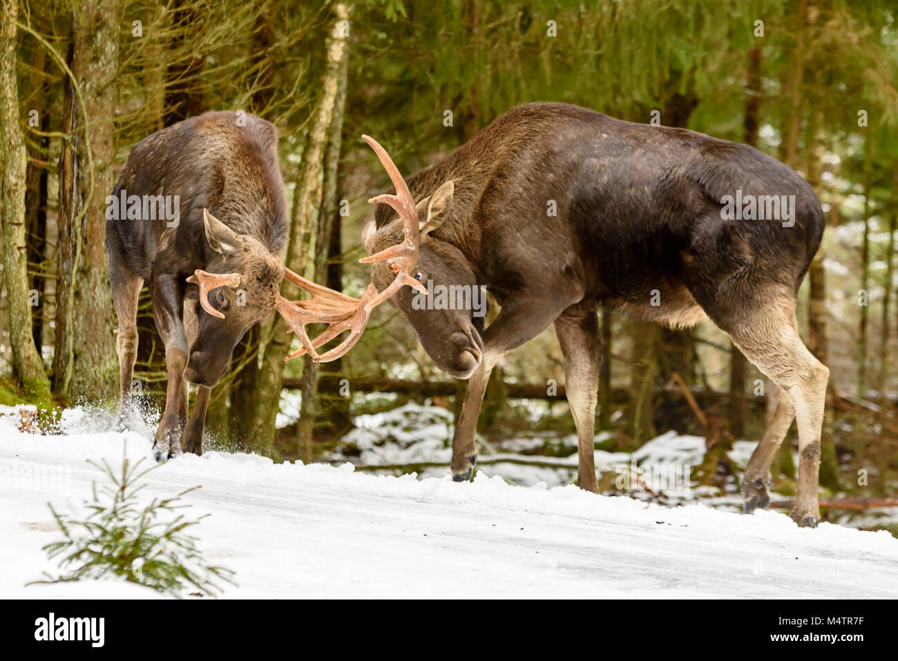 Zwei Elche (Alces alces) Stiere im Winter Wald Landschaft neben einer Landstraße kämpft. Stockfoto