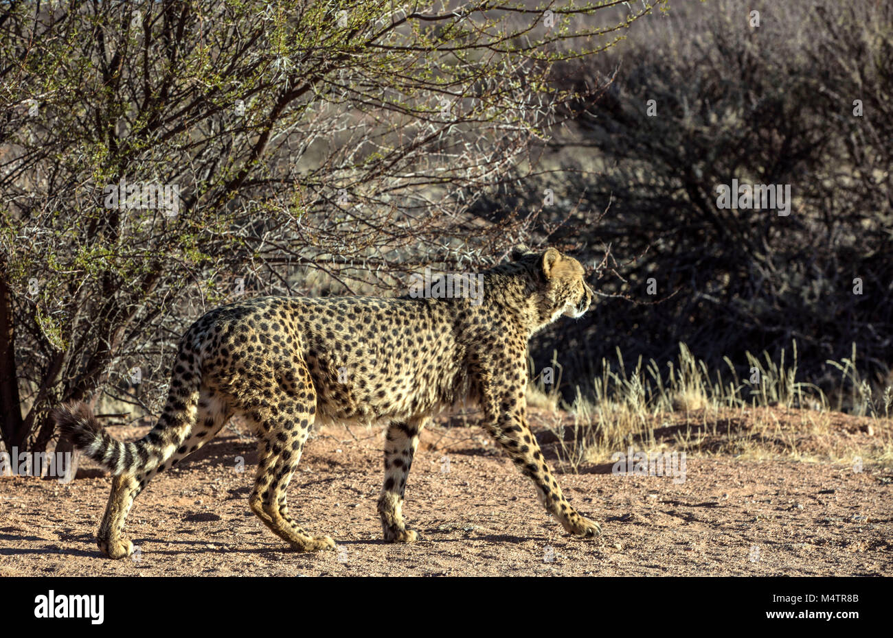Gepard ist eine große Katze der Unterfamilie Felinae. Bild in der afrikanischen Savanne, Namibia genommen Stockfoto