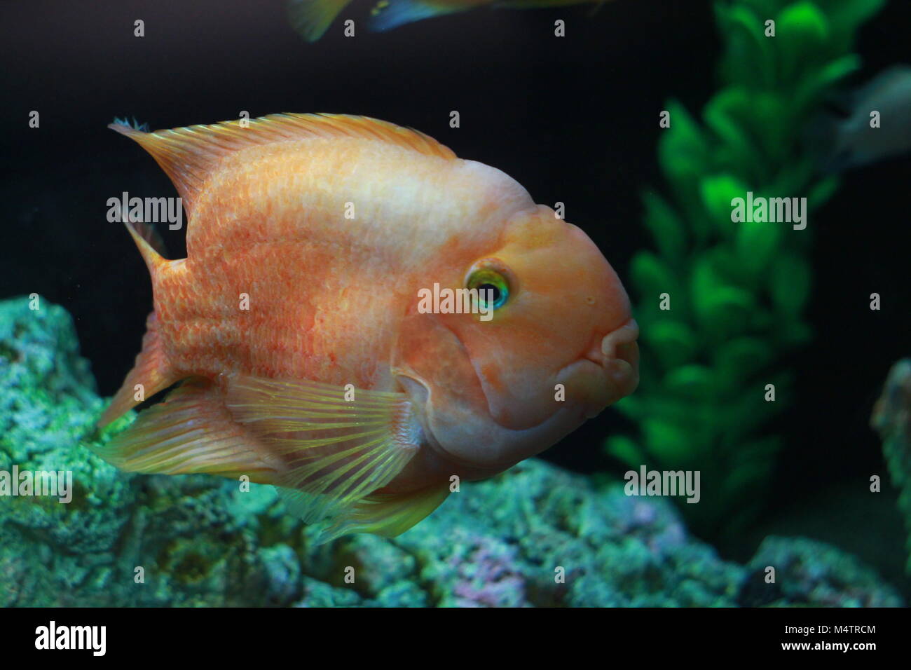 Blut Parrot cichlid Fische im Aquarium Stockfoto