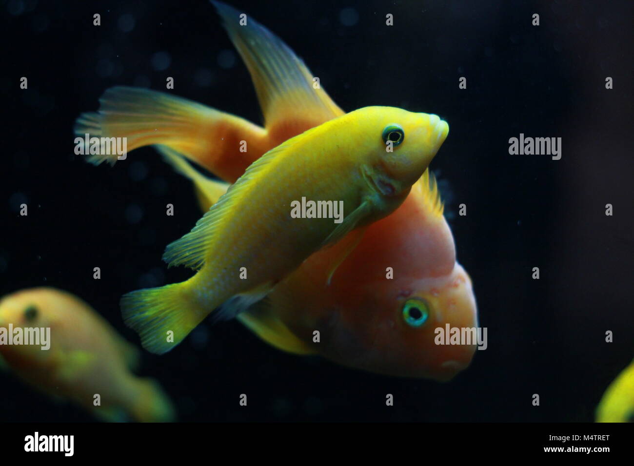 Blut Parrot cichlid Fische im Aquarium Stockfoto