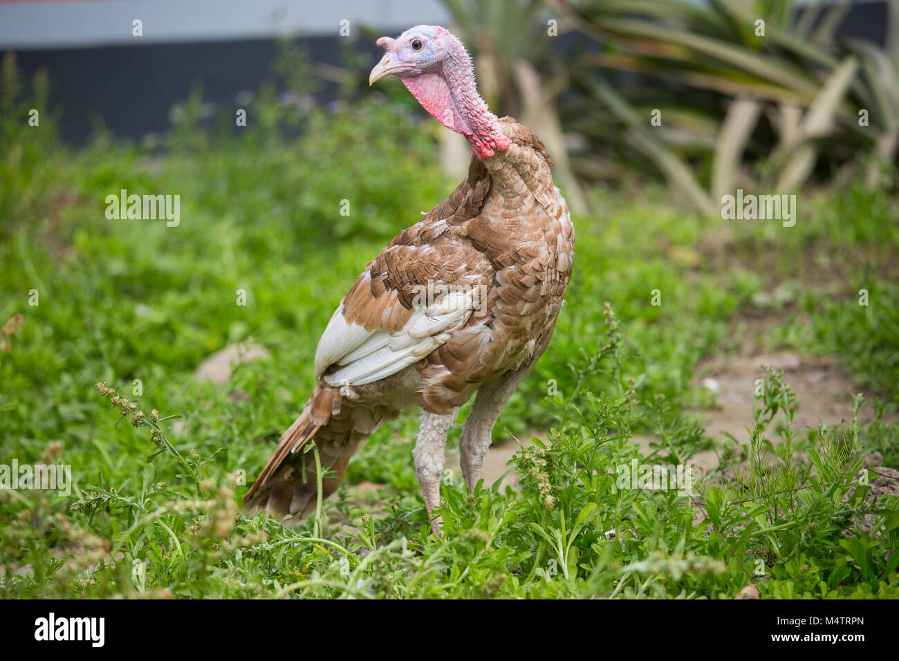 Türkei Fram auf Savar Bangladesch. Stockfoto