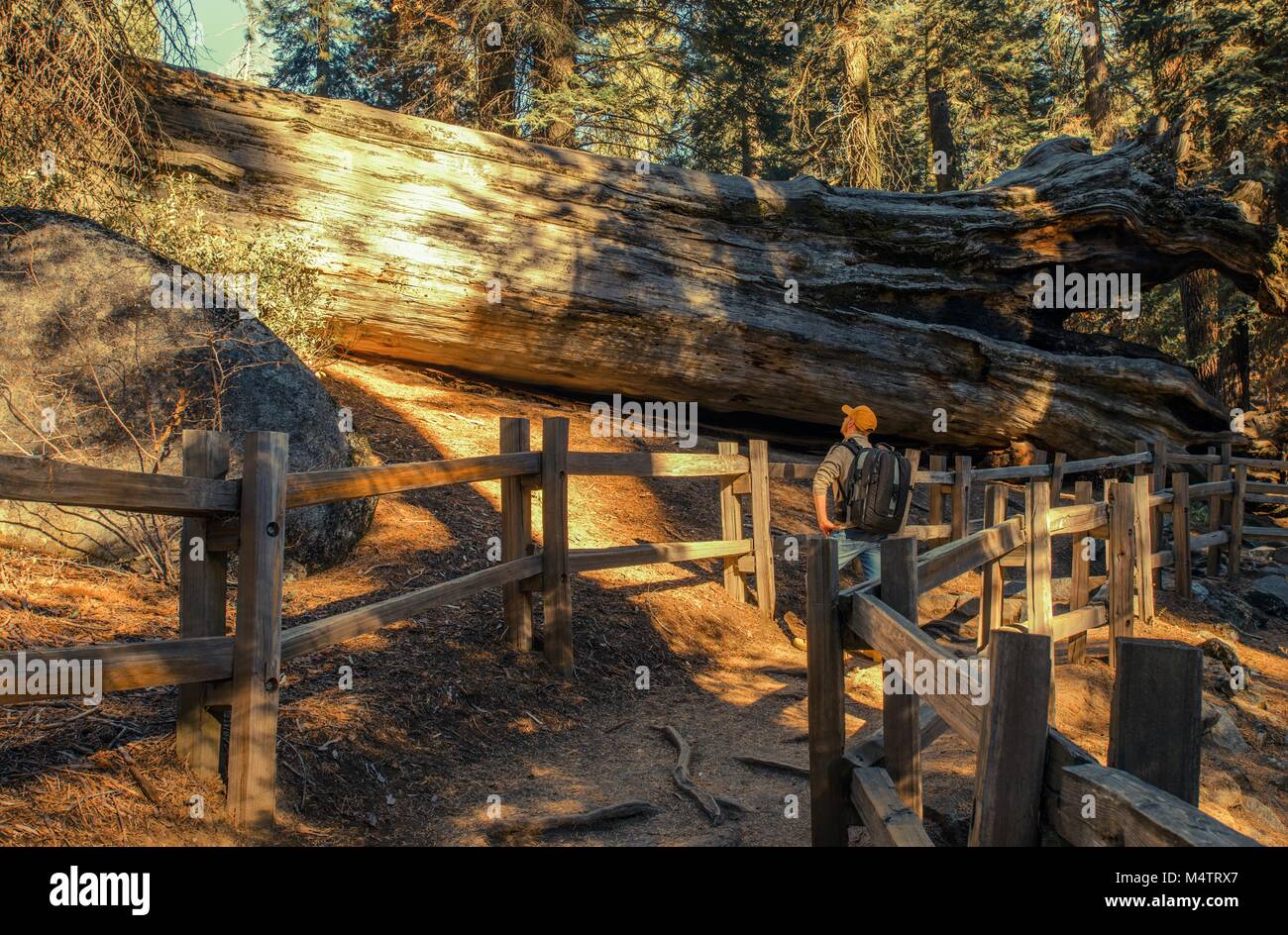 Erkunden Giant Sequoia Grove in die Berge der Sierra Nevada. Die Vereinigten Staaten von Amerika. Stockfoto