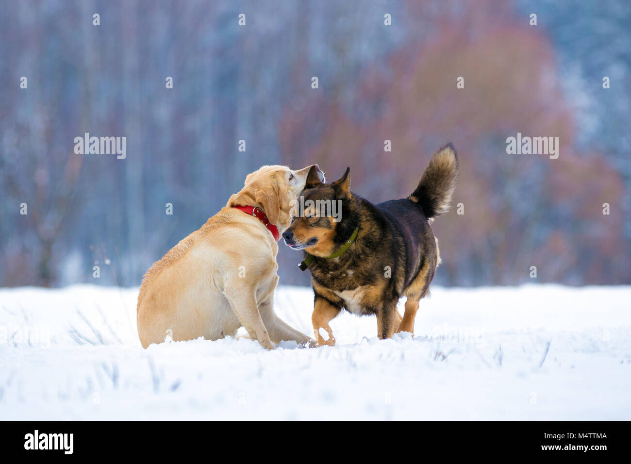 Zwei verspielte Hunde spielen im Freien in der schneebedeckten Feld im Winter. Labrador Retriever mit mongrel Hund Schnee genießen. Stockfoto