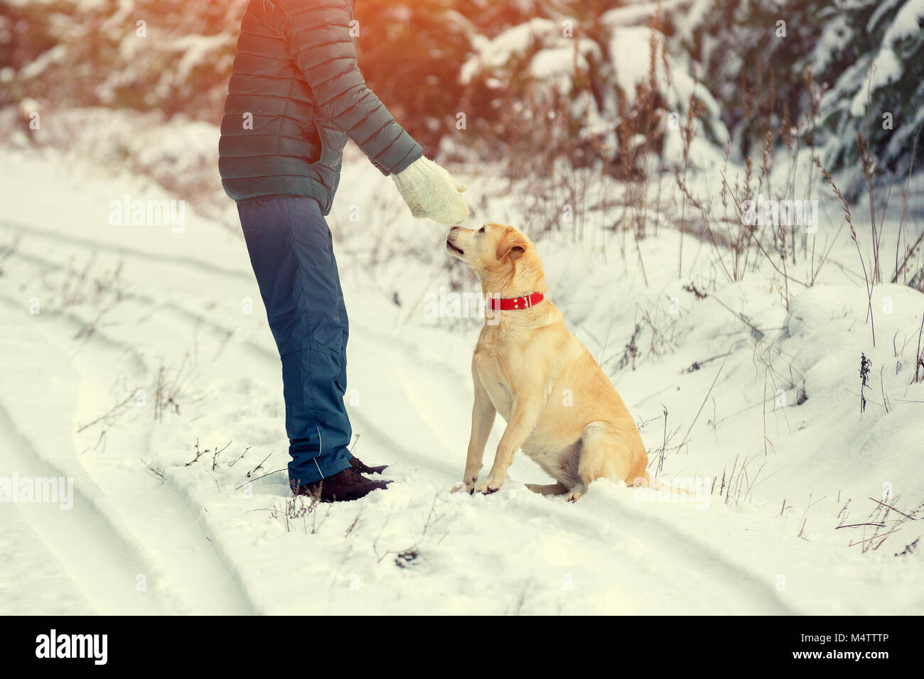 Labrador Retriever Hund und Mann spielt auf der Straße in den Wald im Winter Stockfoto