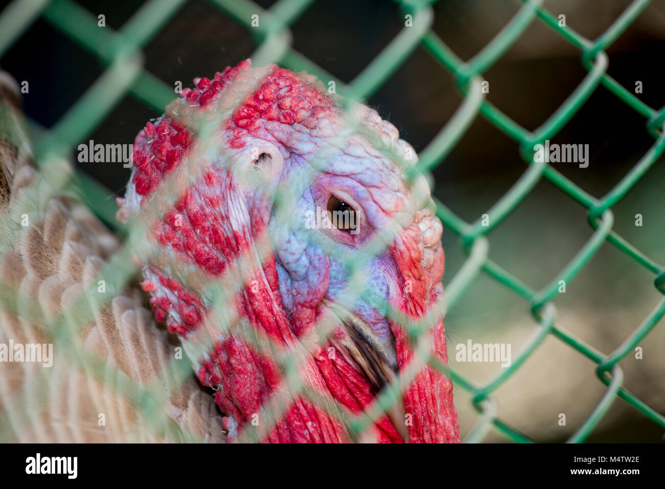 Türkei Fram auf Savar Bangladesch. Stockfoto