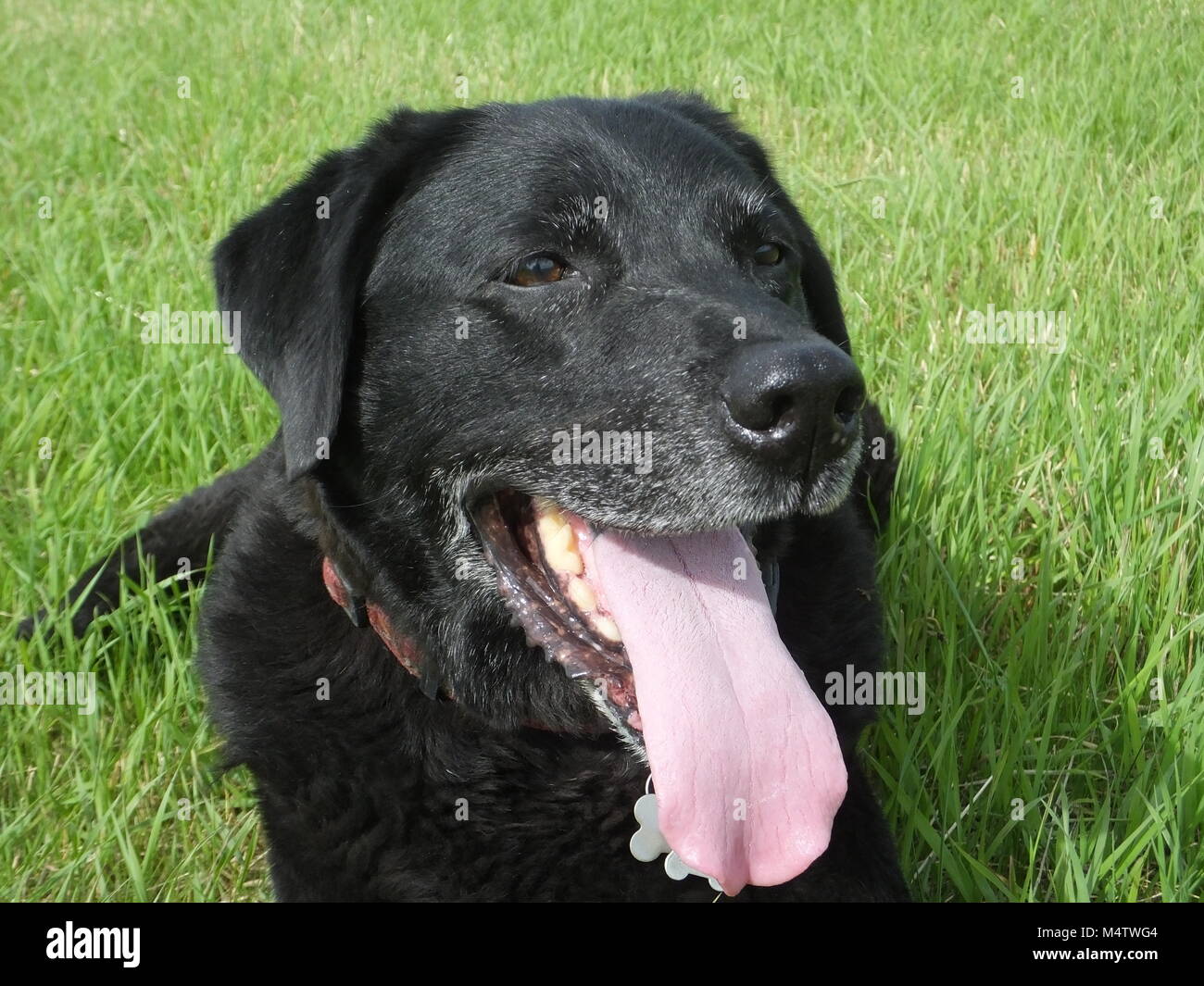 Alter schwarzer Labrador genießen Sie den Sonnenschein in seinen späteren Jahren Stockfoto