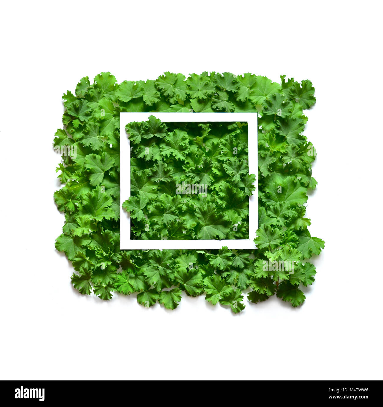 Kreative Gestaltung, Blätter mit weißem Papier. Flach. Natur Konzept. Stockfoto