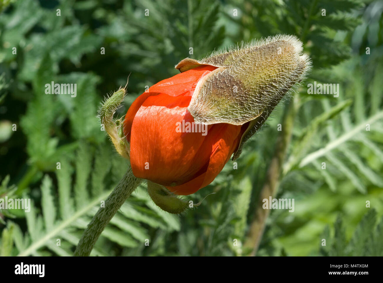 Poppy Kopf öffnen Stockfoto