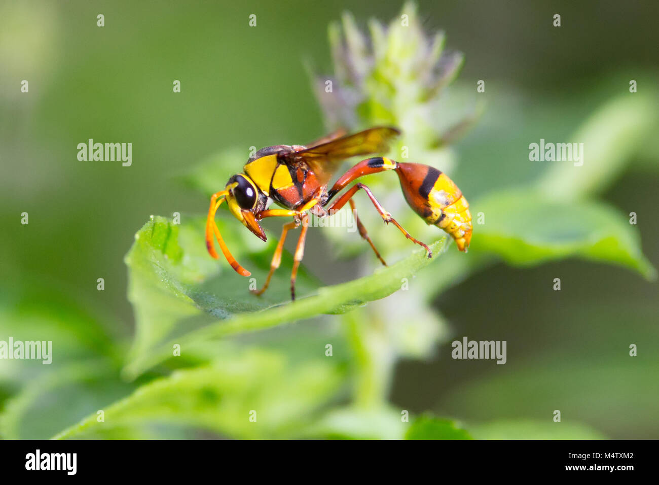 Makro Nahaufnahme von Wasp am Blatt Stockfoto