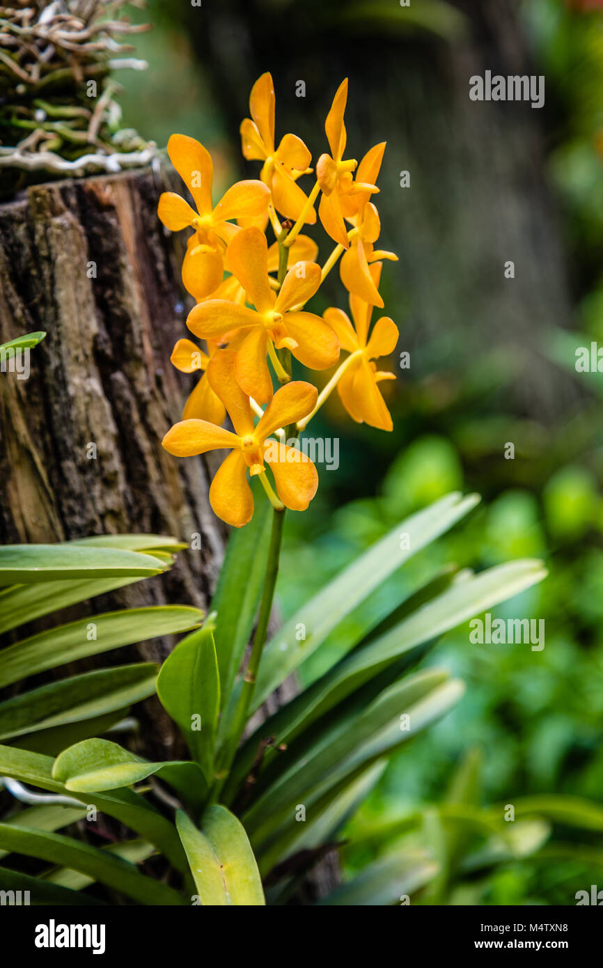 Orchidee im National Orchid Garden, Singapur Botanischen Gärten, Republik Singapur Stockfoto