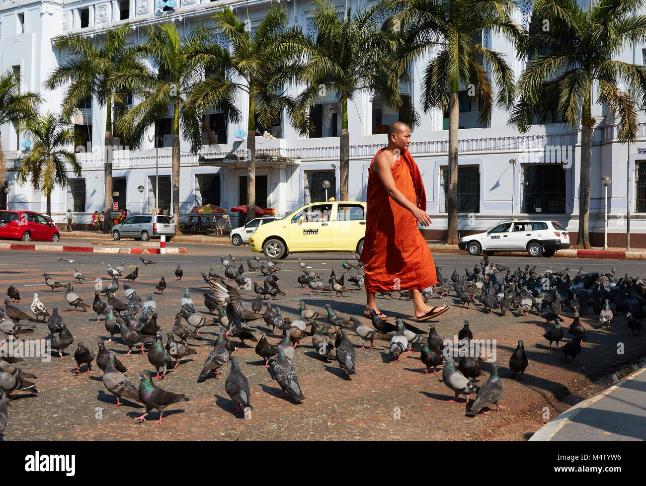 Überqueren von Straßen mit Tauben in Yangon, Myanmar, Birma fliegen Stockfoto
