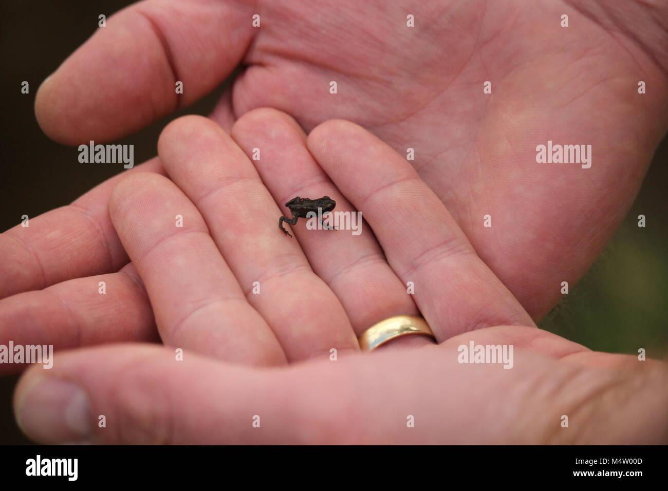 Junge Grasfrosch in den Händen eines Mannes Stockfoto