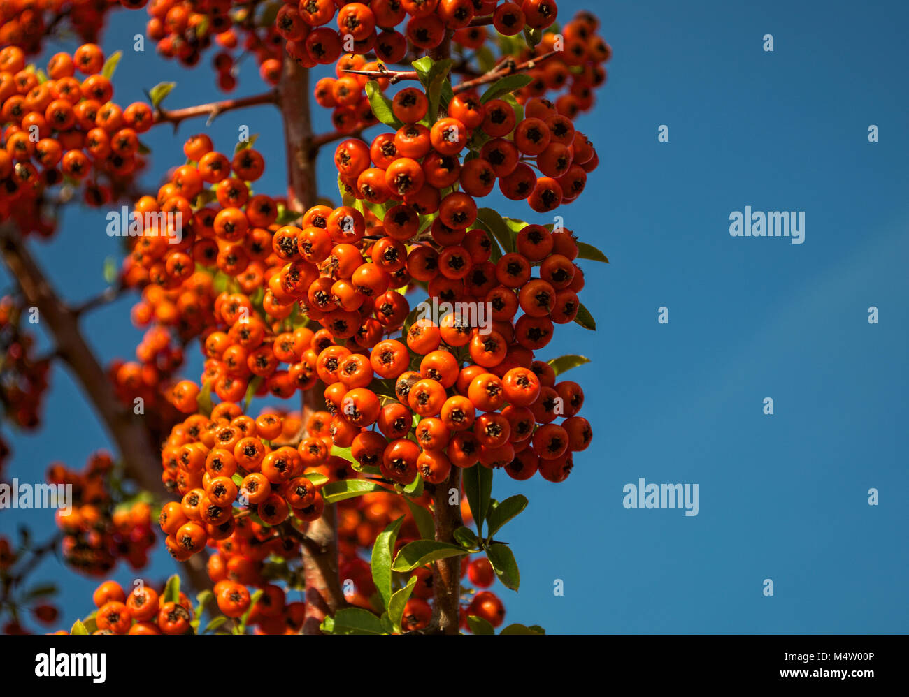 Sanddorn voller Beeren im Herbst die Zeit, in der Nähe... Stockfoto