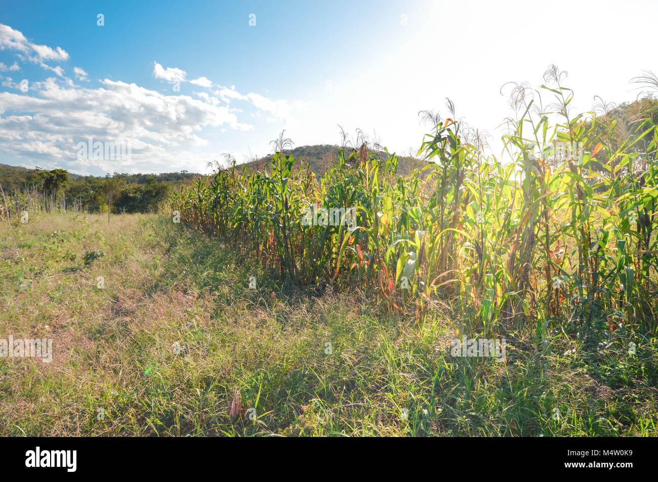 Kleinen Mais-Plantage, beleuchtet durch das Sonnenlicht in den Feldern in der Nähe von San Ignacio, Belize Stockfoto