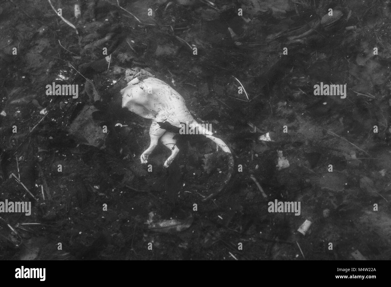 Ein Bild von einem toten Körper von Ratten in der Kanalisation liegen teilweise mit Schlamm. Stockfoto