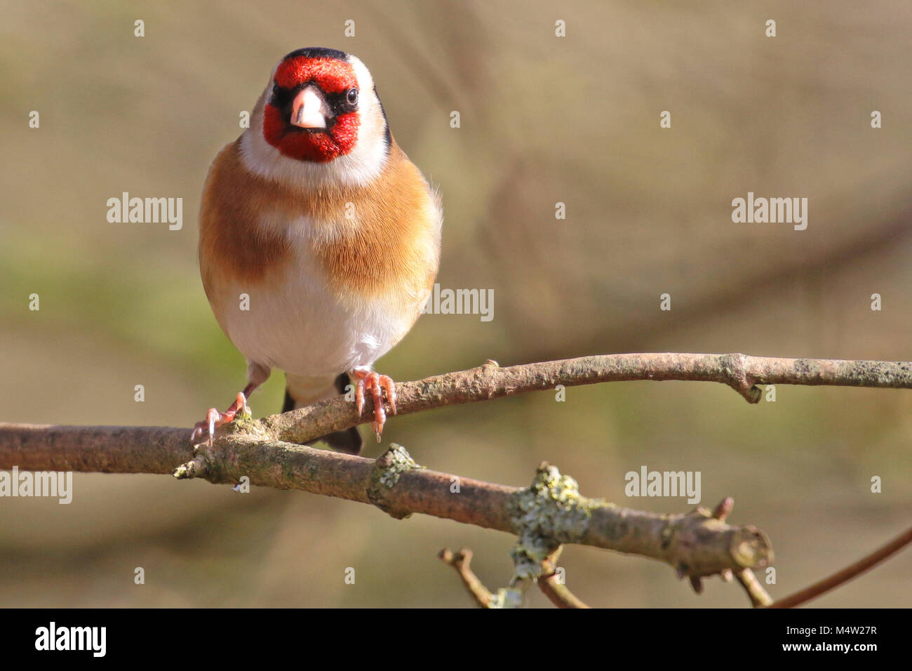 Eurasischen Stieglitz (Carduelis carduelis) auf einem Zweig, Finchampstead, Großbritannien thront. Stockfoto