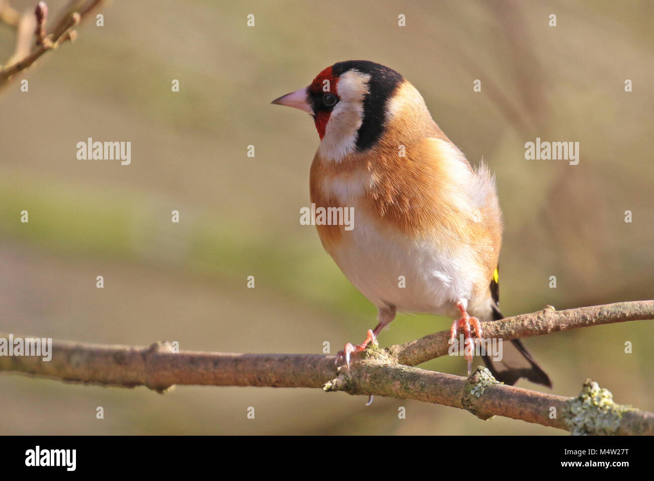 Eurasischen Stieglitz (Carduelis carduelis) auf einem Zweig, Finchampstead, Großbritannien thront. Stockfoto