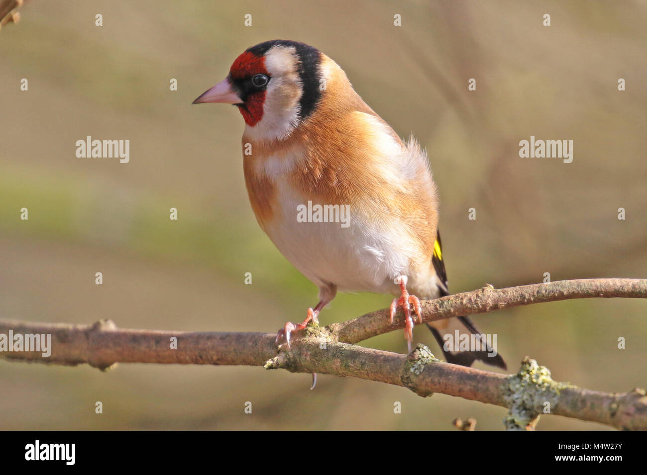 Eurasischen Stieglitz (Carduelis carduelis) auf einem Zweig, Finchampstead, Großbritannien thront. Stockfoto