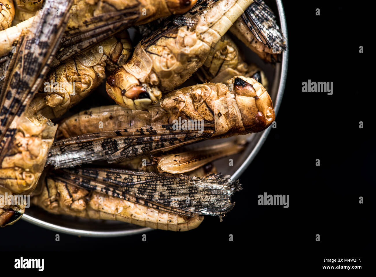 Genießbare Heuschrecken Grillen in Topf mit dunklen Platz kopieren Stockfoto