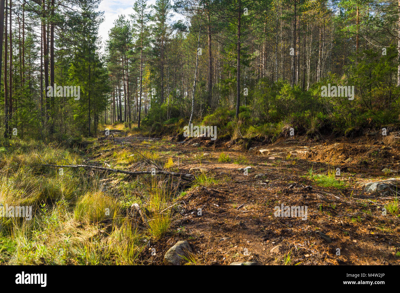 Alte corduroy Straße durch den Wald zu verlassenen Minen in Naturstien in Evje, Norwegen Sumpf. Der beste Platz für Elche Jäger. Stockfoto