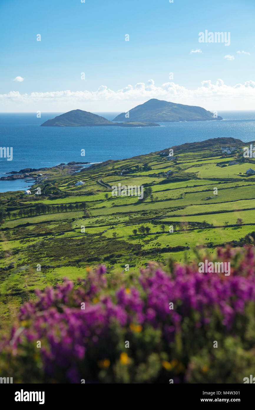 Scarriff und Deenish Inseln über grüne Felder und Heidekraut. Caherdaniel, County Kerry, Irland. Stockfoto