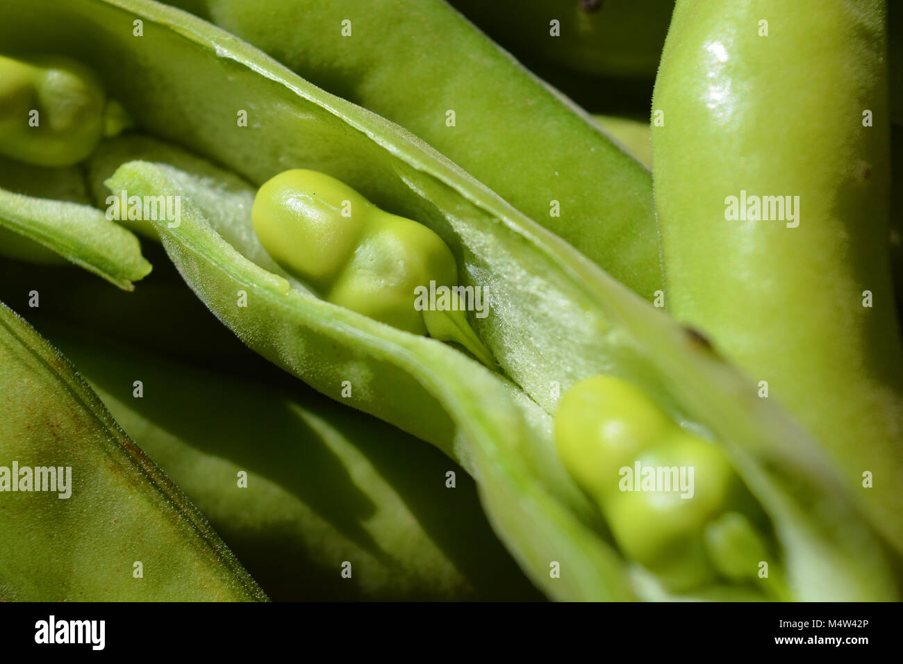 Frisch Vicia faba oder dicke Bohnen, auch als Fava bean, Ackerbohne, Ackerbohne, Bell bean bekannte abgeholt, tic Bean. Stockfoto