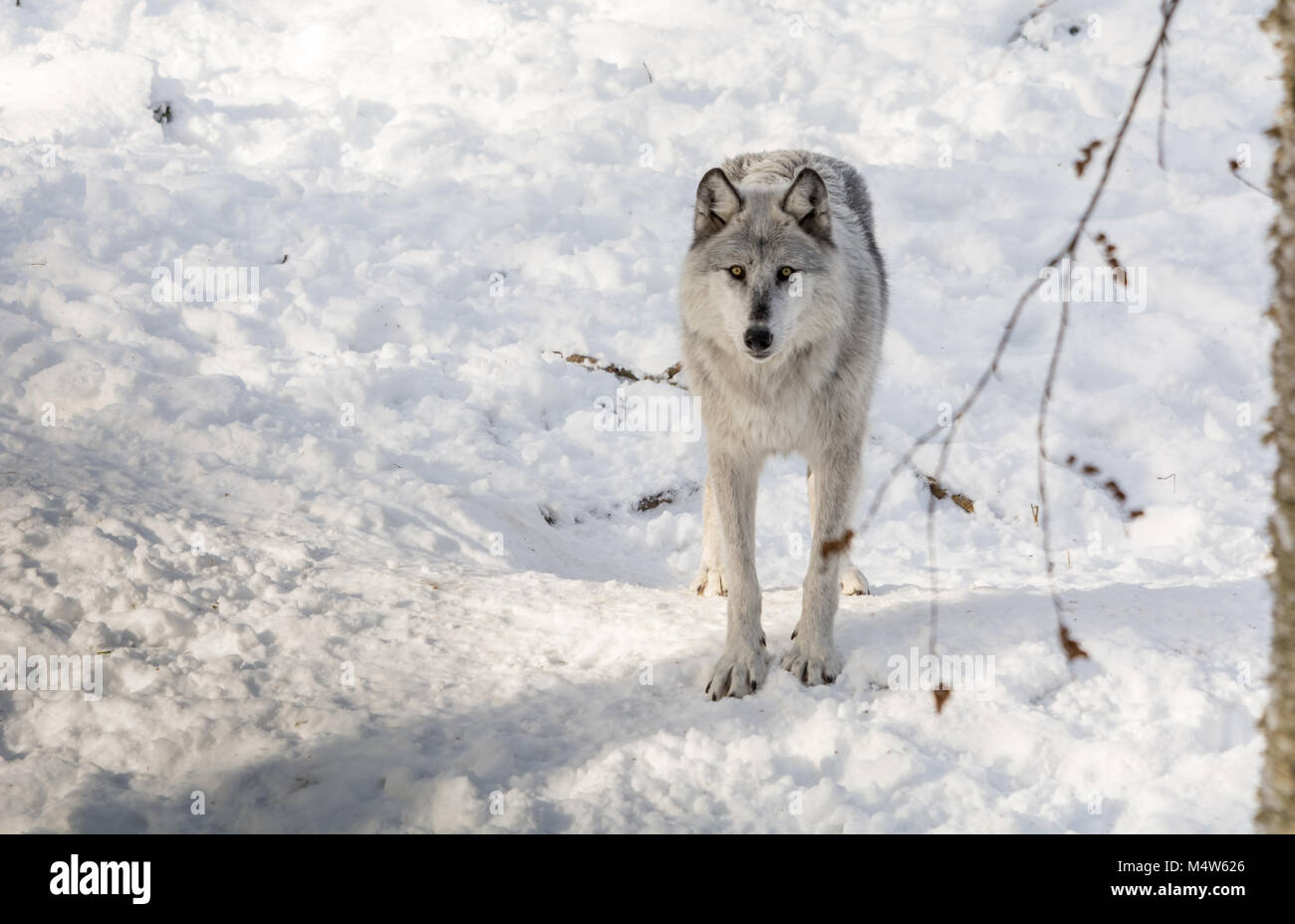 Sehr junges Damwild Wandern im Schnee An einem Verschneiten sonnigen Tag. Stockfoto