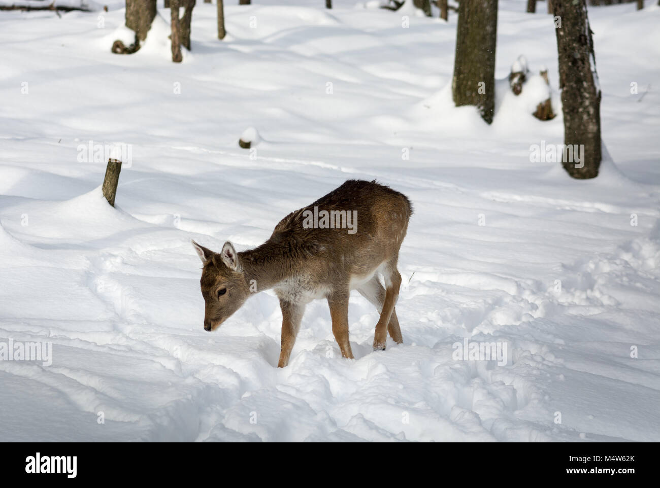 Sehr junges Damwild Wandern im Schnee An einem Verschneiten sonnigen Tag. Stockfoto