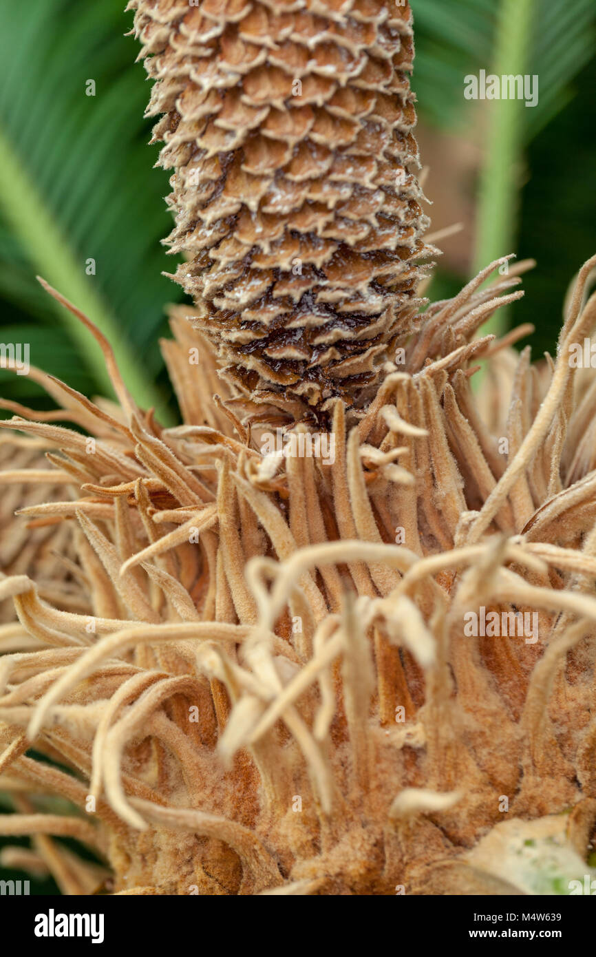 Japanische sago Palm, Japansk kottepalm (Cycas Revoluta) Stockfoto