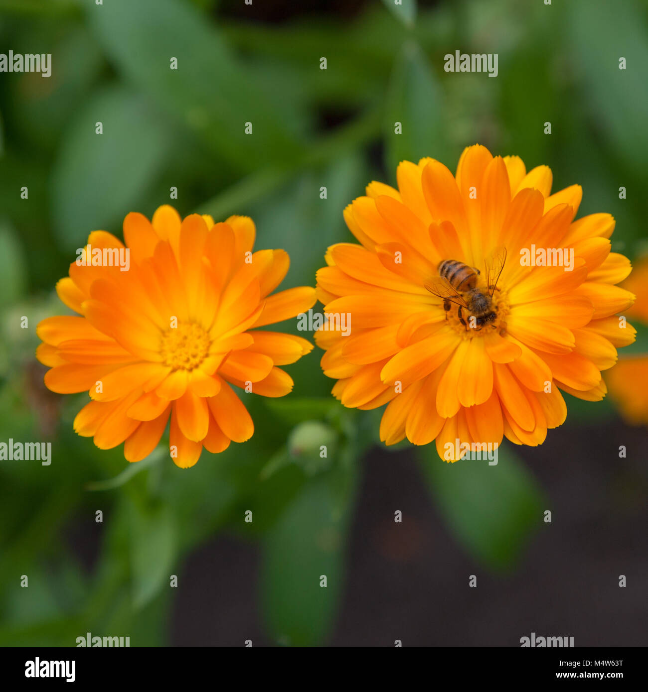 Pot marigold, Ringblomma (Calendula officinalis) Stockfoto