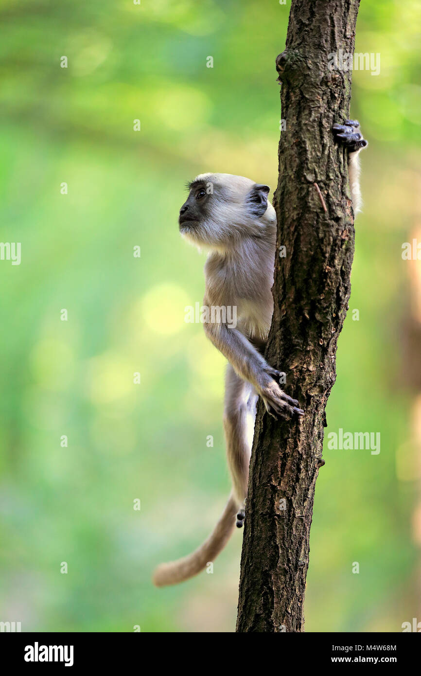 Northern Plains grau Langur (Semnopithecus Entellus), Cub auf Baum klettert, Captive Stockfoto