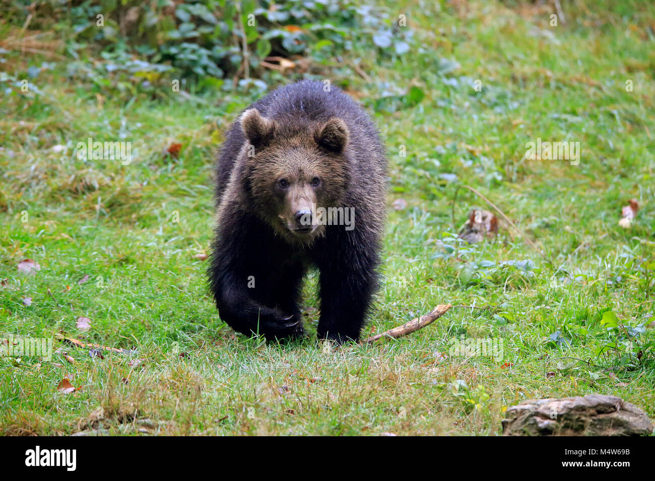 Europäische Braunbär (Ursus arctos arctos), junge Tier läuft, Nationalpark Bayerischer Wald, Deutschland Stockfoto