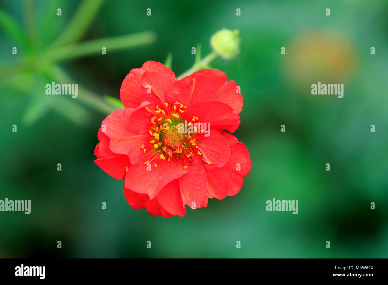 Scarlet Avens (Geum Coccineum), Blume, Deutschland Stockfoto