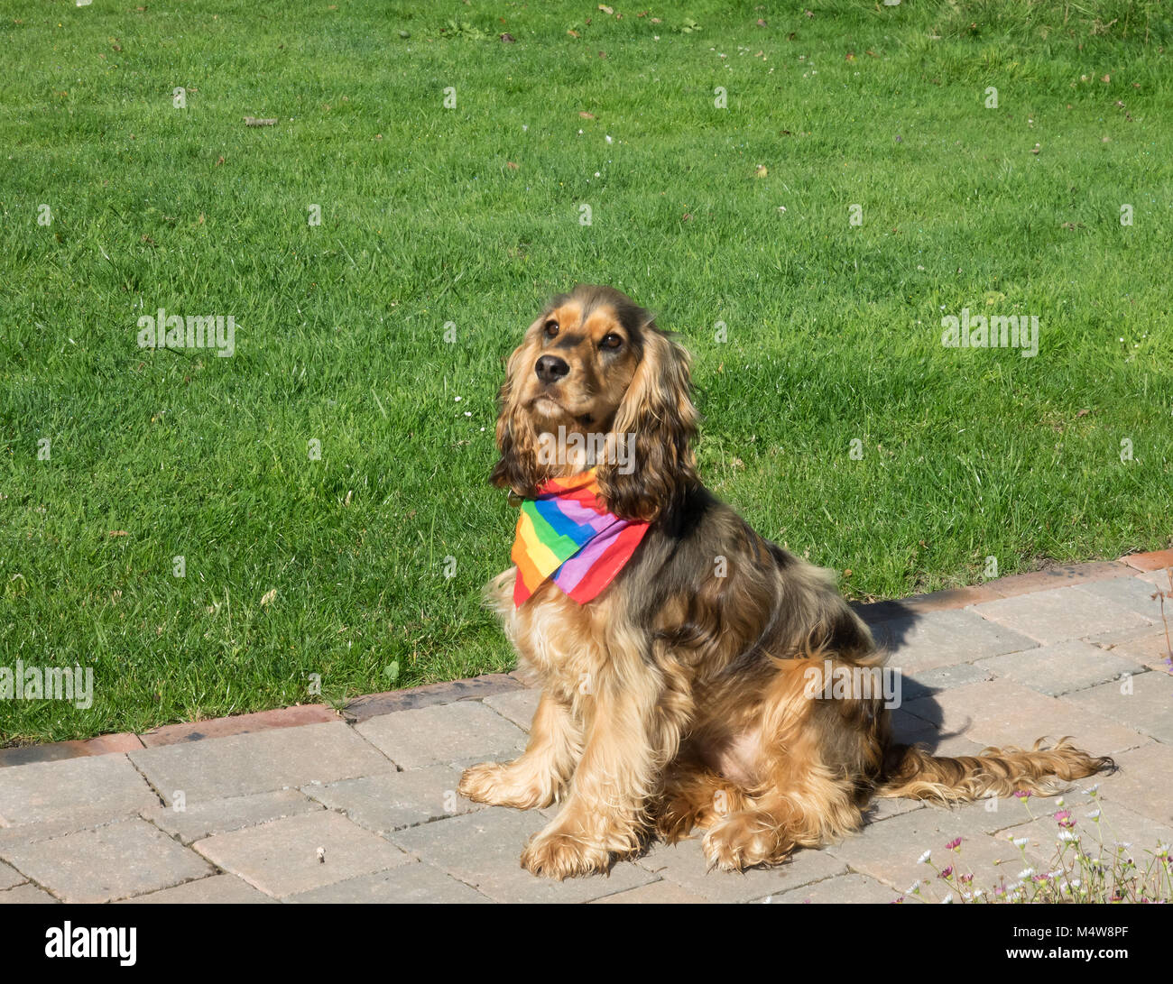Spaniel mit Stolz Regenbogen Schal Stockfoto
