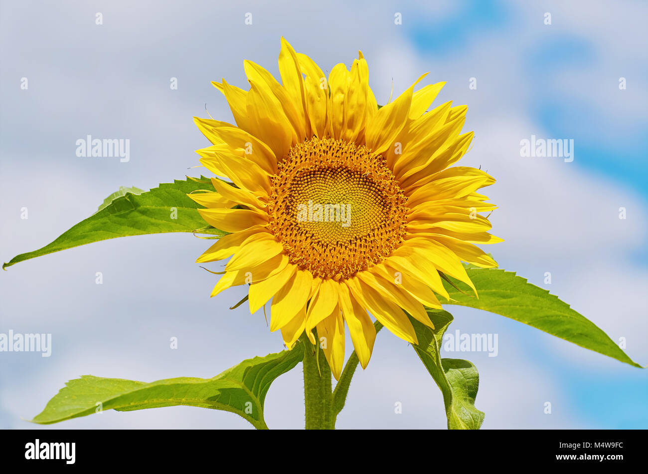 Blühenden Sonnenblumen Stockfoto