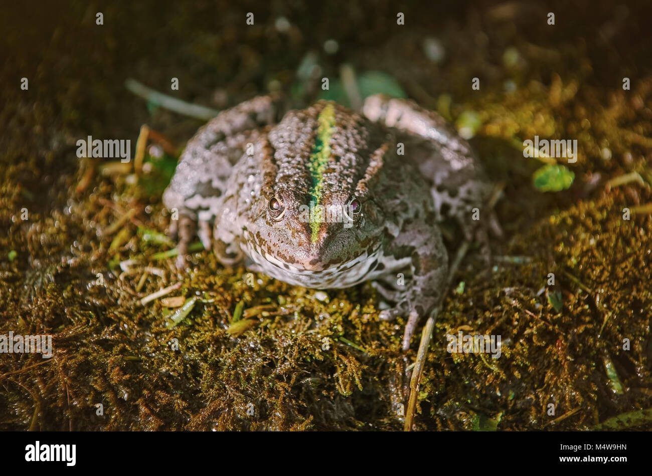 Der Pool Frosch Stockfoto