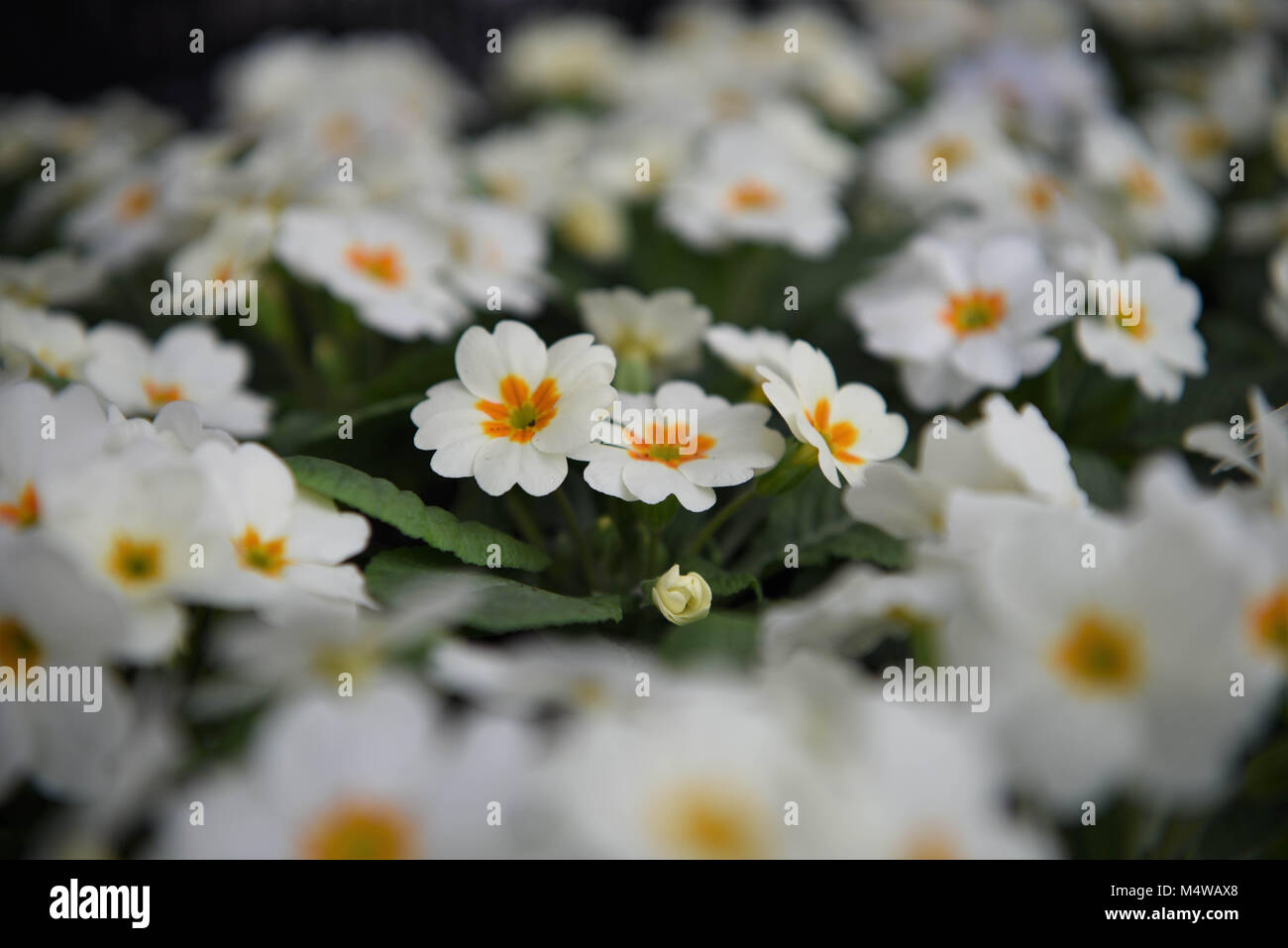Blüten der weißen Primeln für Frühling Stockfoto