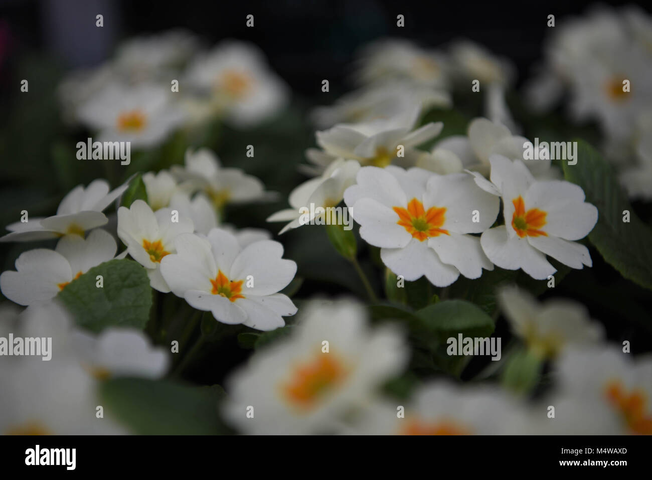 Blüten der weißen Primeln für Frühling Stockfoto