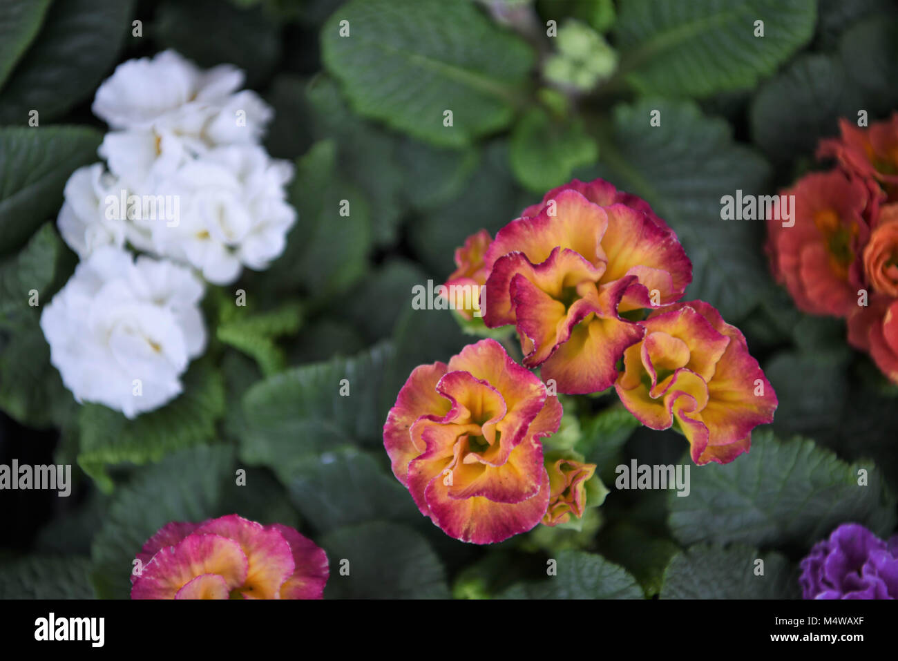 Bunte helle Frühling frilly Primeln Blumen in mehreren Farben Stockfoto