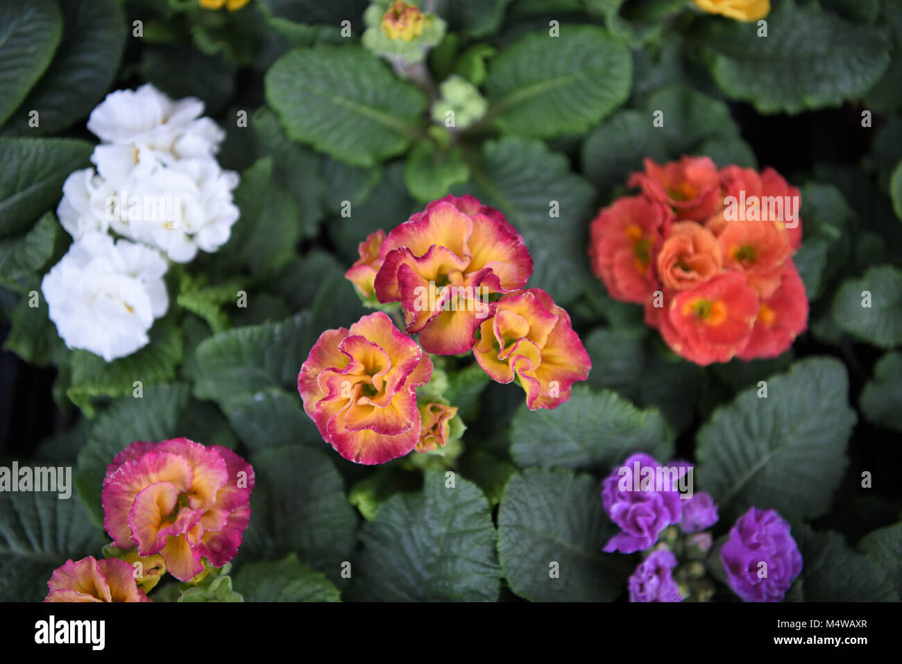 Bunte helle Frühling frilly Primeln Blumen in mehreren Farben Stockfoto