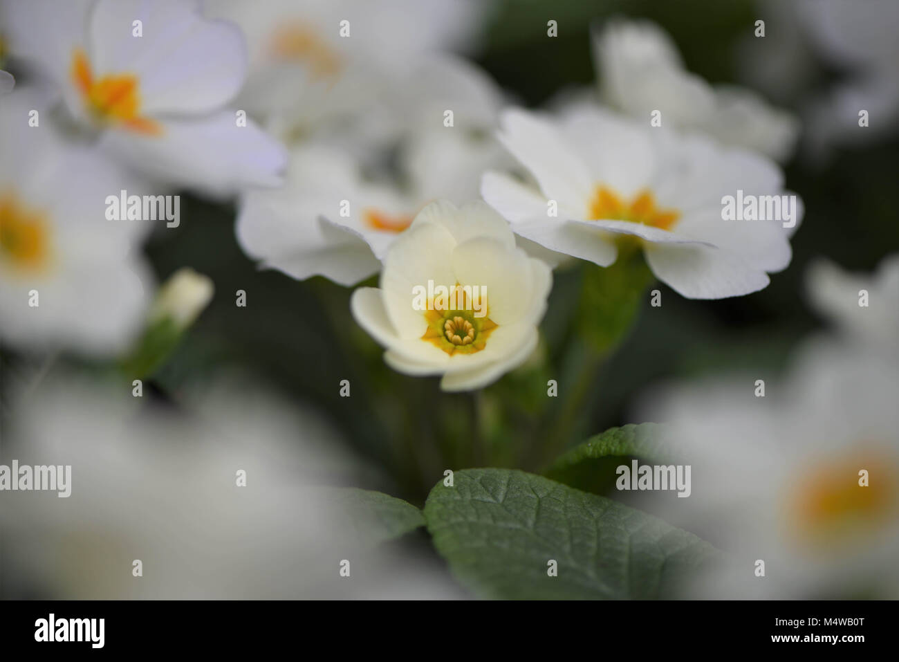 Blüten der weißen Primeln für Frühling Stockfoto