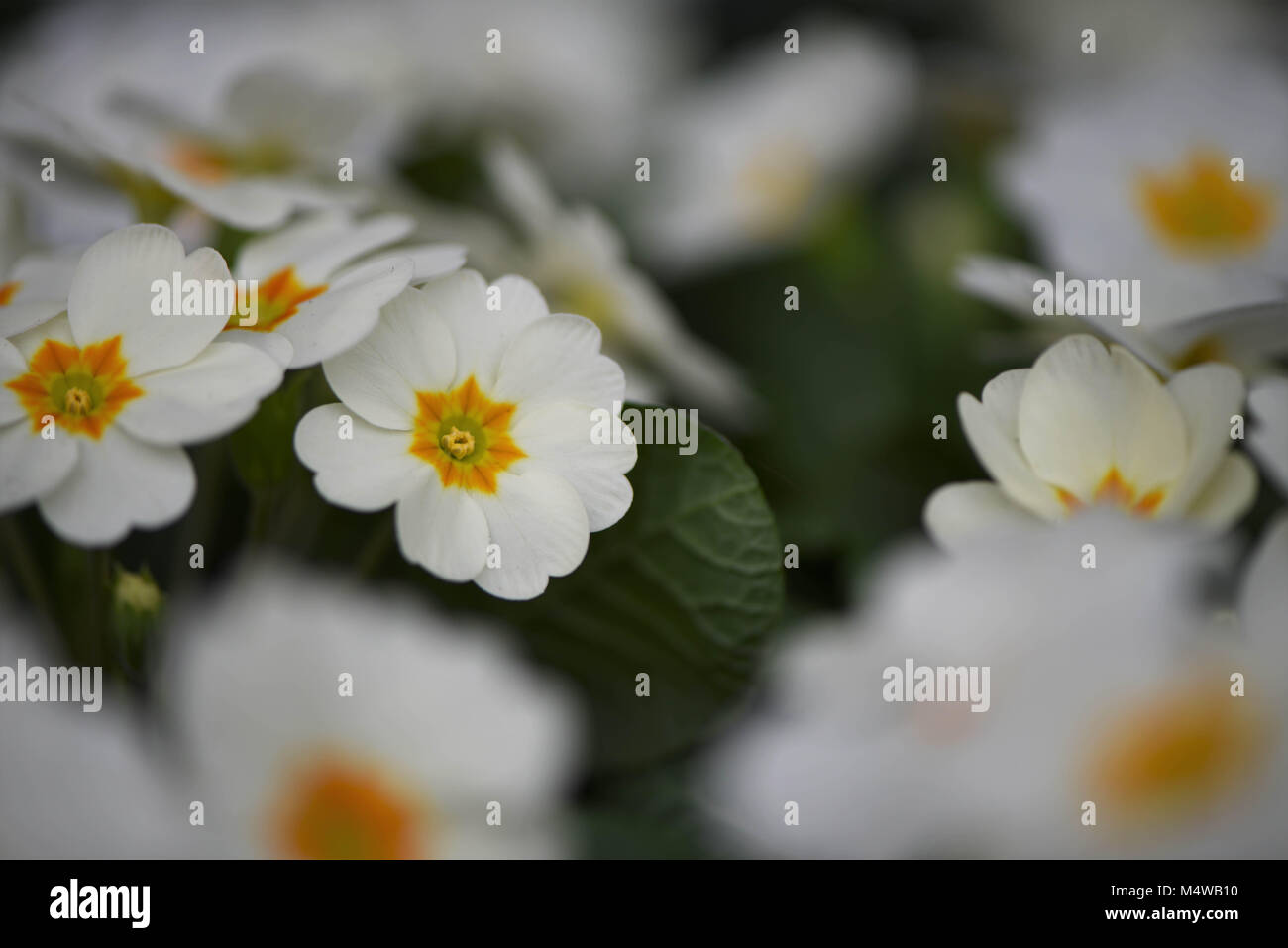Blüten der weißen Primeln für Frühling Stockfoto