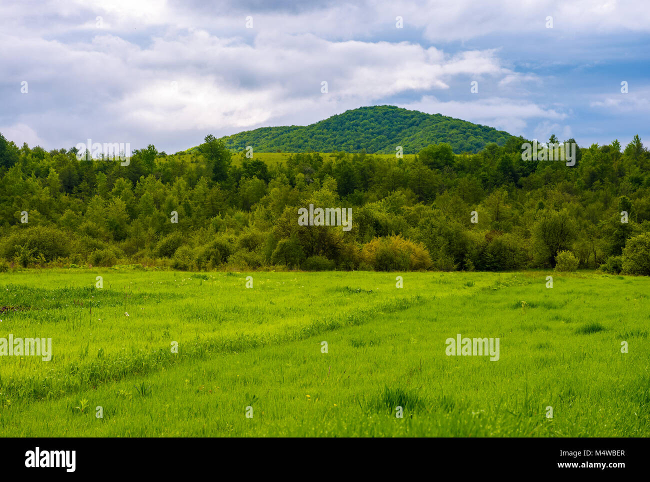 Wiese in der Nähe des Waldes in den Bergen. schöne Landschaft an bewölkten Tag Stockfoto