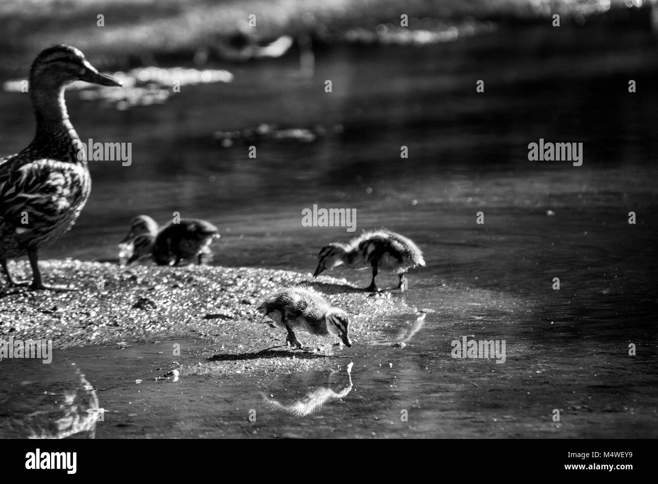 Baby entenküken Stockente (Anas platyrhynchos) auf der Bank von einem Teich tummeln, während die Mutter Ente über sie wacht Stockfoto